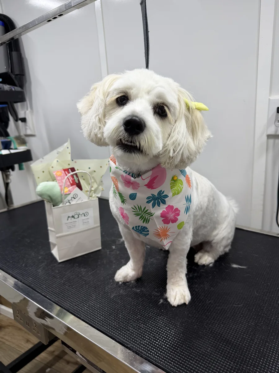 Pure white Maltese with precision scissor haircut, bandana and Momo gift bag in Utah