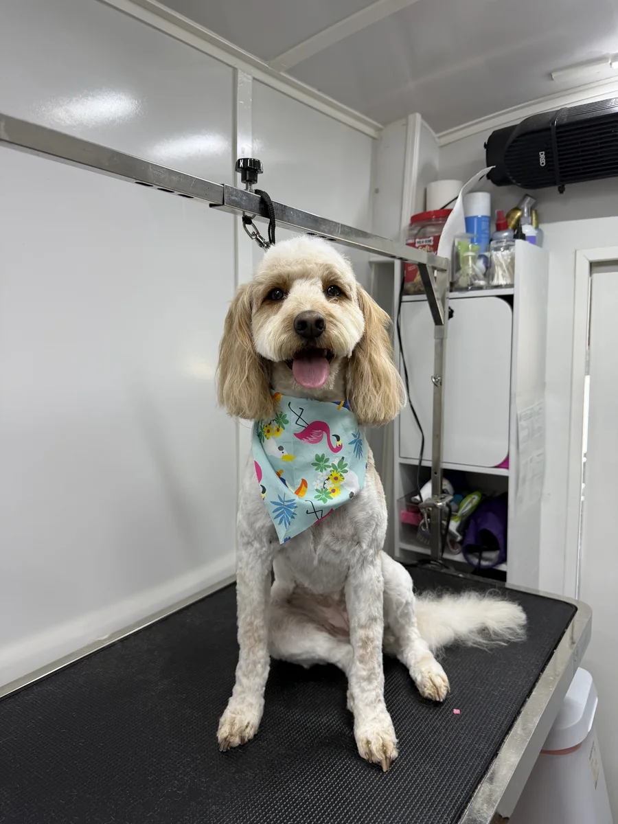 Smiling apricot Goldendoodle with fresh haircut and brush-out inside Momo mobile pet spa van in Utah
